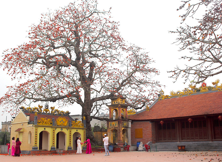 Trong số các cây hoa gạo ở Thái Bình, cây trồng trong sân đình Ngái (Quang Bình, Kiến Xương), được nhiều người yêu thích. buc-tranh-hoa-gao-5.jpg