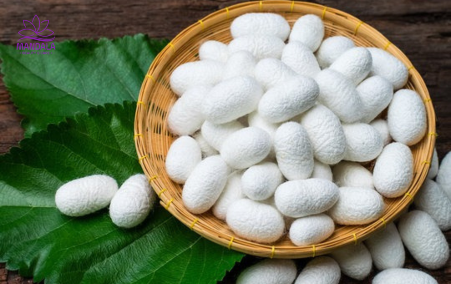 Kén tằm chứa hoạt chất sinh học quý giá.