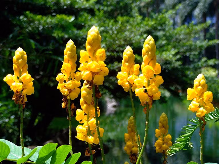 Cây Muồng trâu có dược tính nổi bật nhất là tác dụng nhuận tràng.