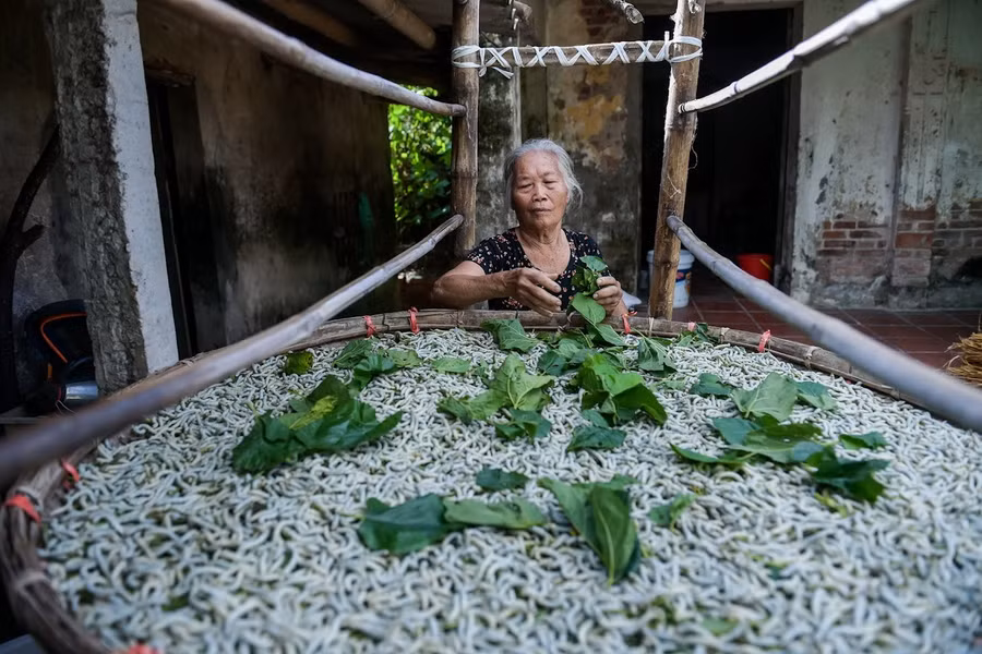 Bà Nguyễn Thị Nhạn cần mẫn chăm nong tằm.