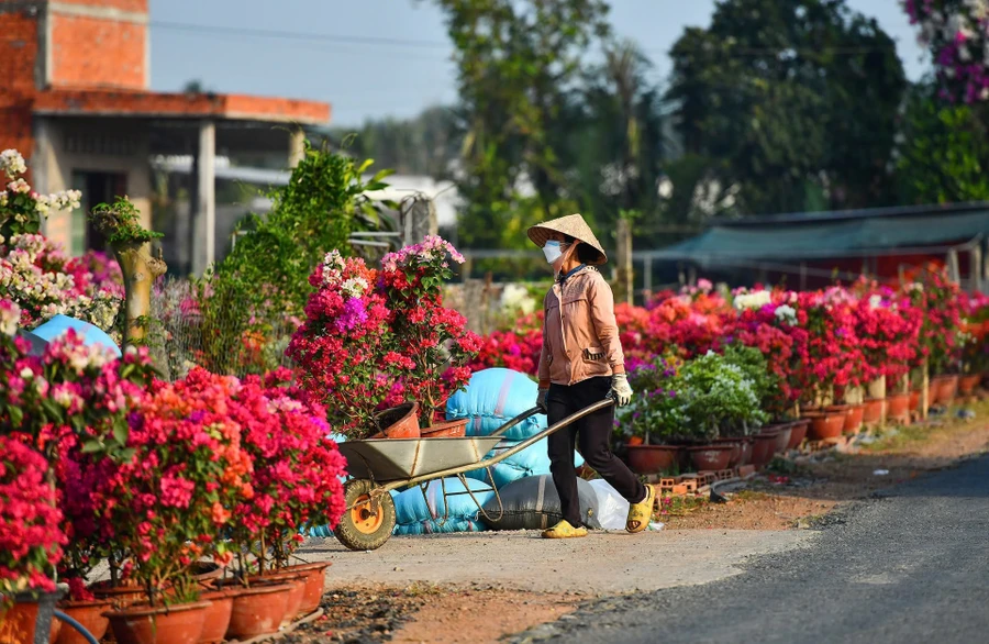 Nên mua hoa, cây cảnh trước Tết khoảng 3 - 7 ngày để giữ được độ bền đẹp.