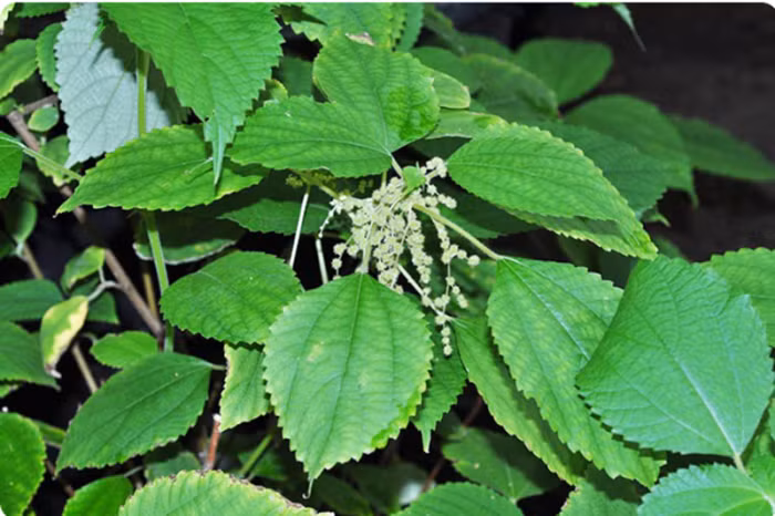 Cây gai toàn tơ chứa nhiều hoạt chất quý ức chế tế bào ung thư.