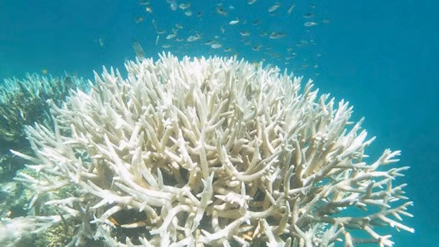 Rạn san hô bị tẩy trắng bởi hiện tượng biến đổi khí hậu. Ảnh: ITN.