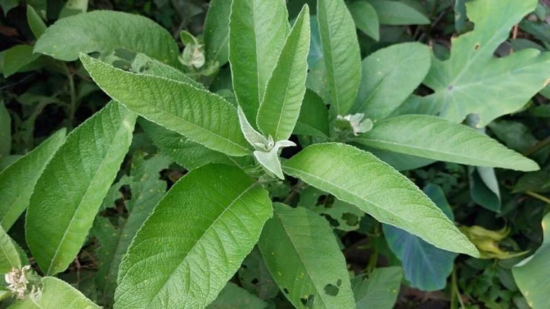 Cây đại bi chứa các hoạt chất có thể thay thế kháng sinh thương mại.