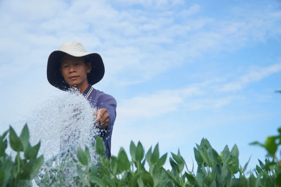 Làng hoa trăm tuổi ở Cần Thơ ‘ngóng Tết’