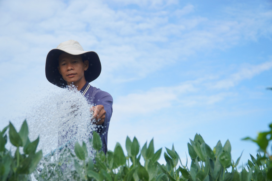 Mỗi hộ tại làng hoa Phó Thọ - Bà Bộ trồng từ 2.500-3.000 chậu phục vụ thị trường Tết Ất Tỵ. (Ảnh: Quốc Anh)