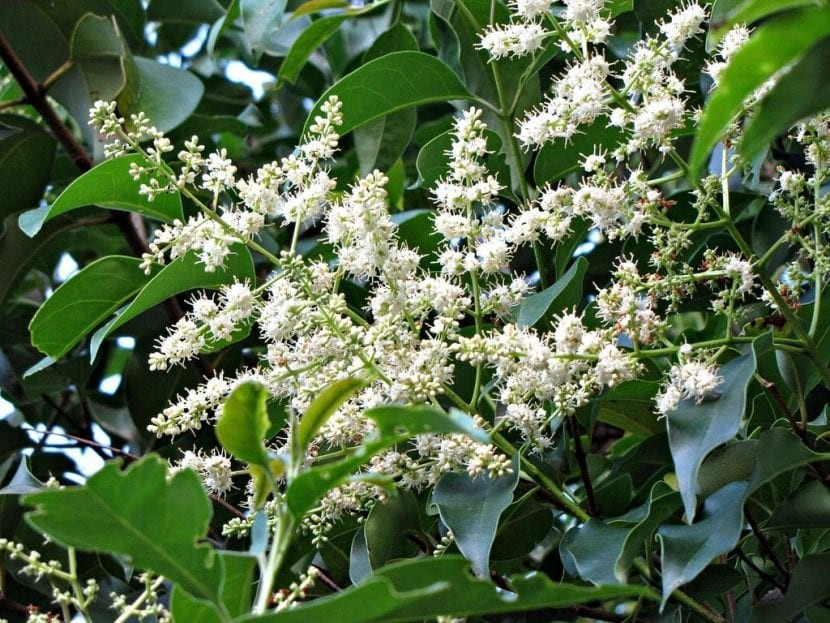 Cây pác lừ chứa hoạt chất điều trị bệnh về khớp.