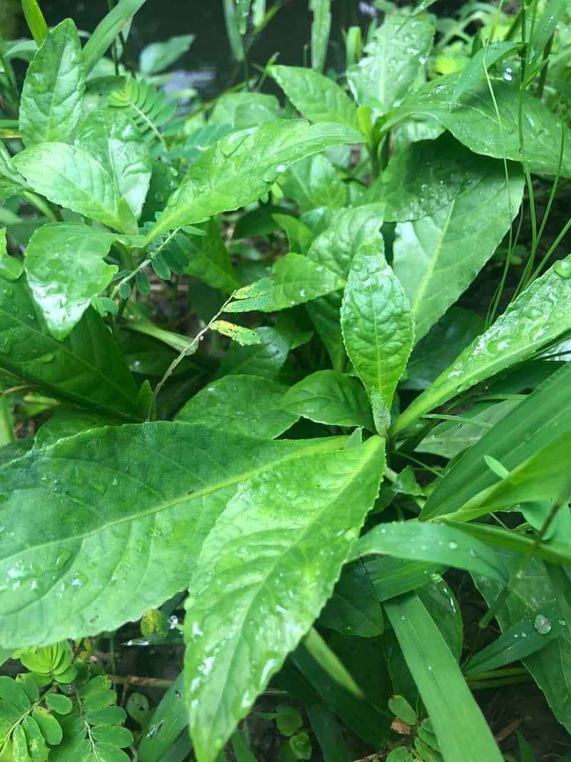 Cây nọc xoài chứa nhiều hoạt chất giúp giảm đau.