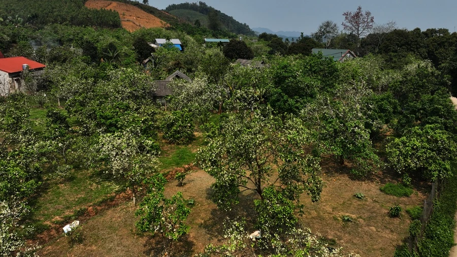 Nồng nàn hương bưởi Đại Minh