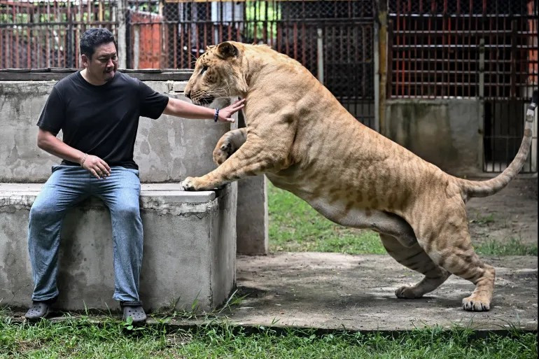 Anh Tharnuwarht Plengkemratch và chú sư tử 'Big George'. lan-song-nuoi-su-tu-bung-no-2.jpg