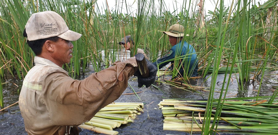 Mô hình trồng bồn bồn kết hợp nuôi cá đồng tại huyện U Minh đem lại nguồn thu nhập ổn định cho người dân. Ảnh: Quách Mến