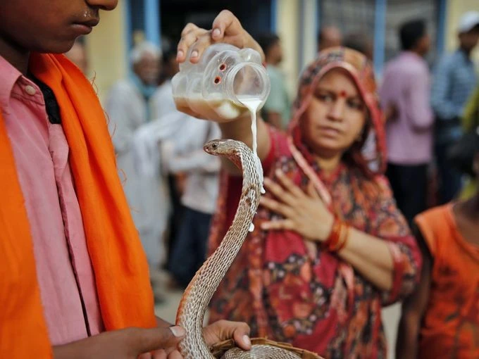 Lễ hội thờ thần Rắn Nag Panchami tại Ấn Độ.