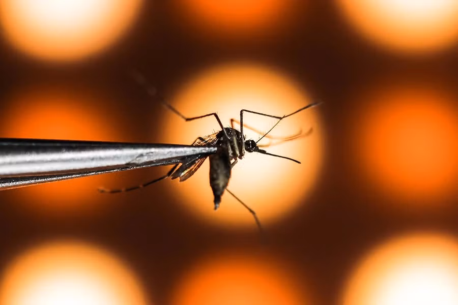 Các nhà nghiên cứu từ Viện Fiocruz nghiên cứu tần suất xuất hiện của Wolbachia trong quần thể muỗi địa phương.