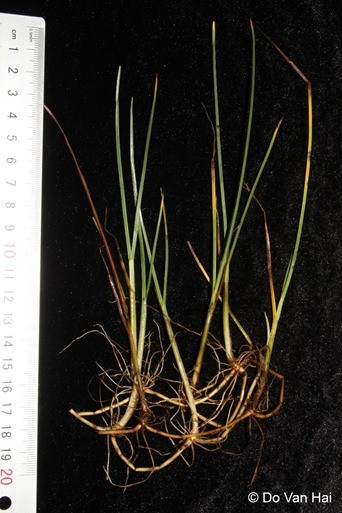 Loài Cỏ ngạn (Scirpus kimsonensis N.K.Khoi).