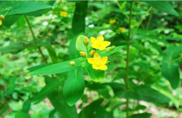 Hoạt chất trong cây xuyên tâm thảo tốt cho bệnh tim mạch và huyết áp.