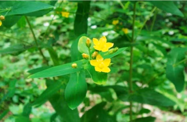 Hoạt chất trong cây xuyên tâm thảo tốt cho bệnh tim mạch và huyết áp.