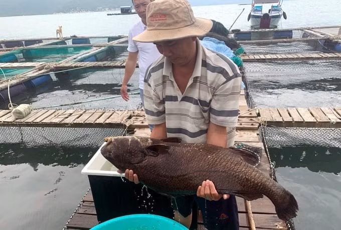 Nuôi cá sủ đất tại Hòn Thị, xã Ninh Ích, thị xã Ninh Hòa, Khánh Hòa.