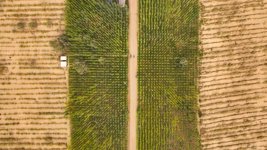 Những cánh rừng bao quanh sa mạc Taklamakan.