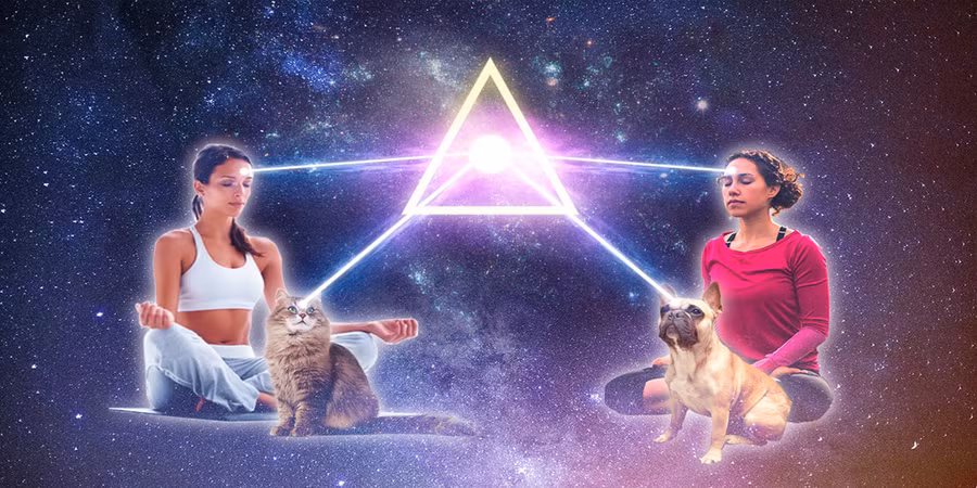 Chó và mèo được cho là có khả năng giao tiếp ngoại cảm tốt với con người.