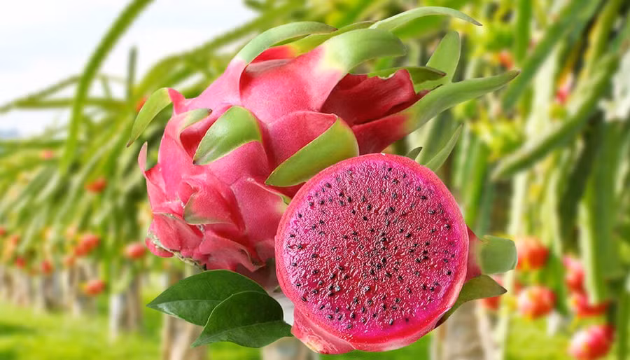 Hạt thanh long ruột đỏ chứa nhiều tinh dầu tốt cho sức khỏe.