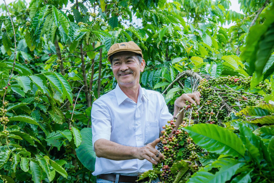 Ông Nguyễn An Sơn bên vườn cà phê.