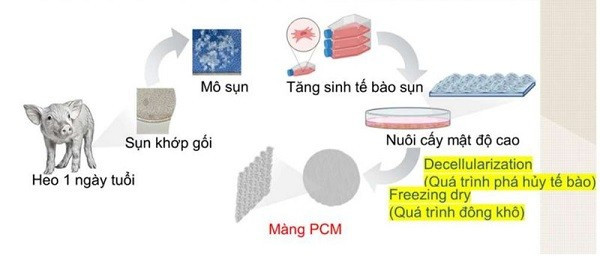 Quy trình chế tạo màng sinh học ở quy mô phòng thí nghiệm. mang-sinh-hoc-dieu-tri-ton-thuong-sun-khop-goi-2.jpg
