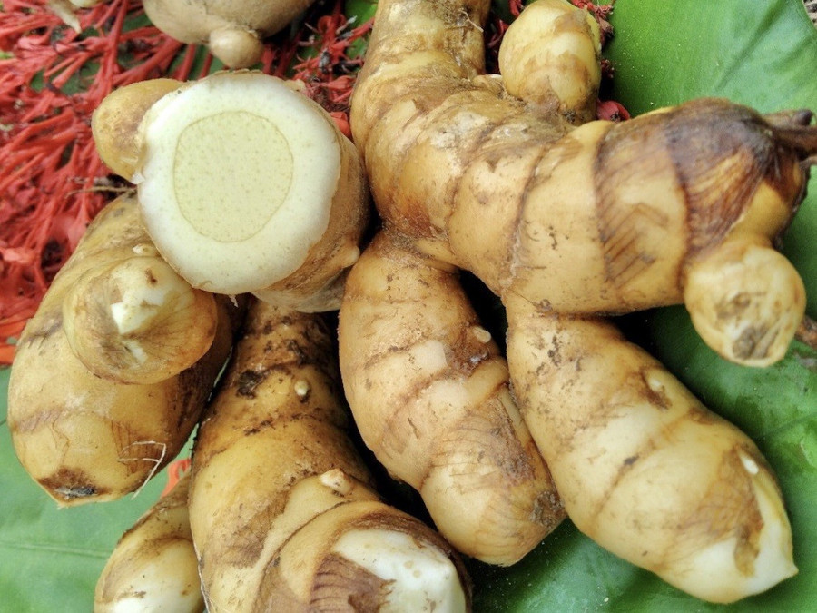 Nghệ trắng có khả năng ức chế enzyme urease mạnh.