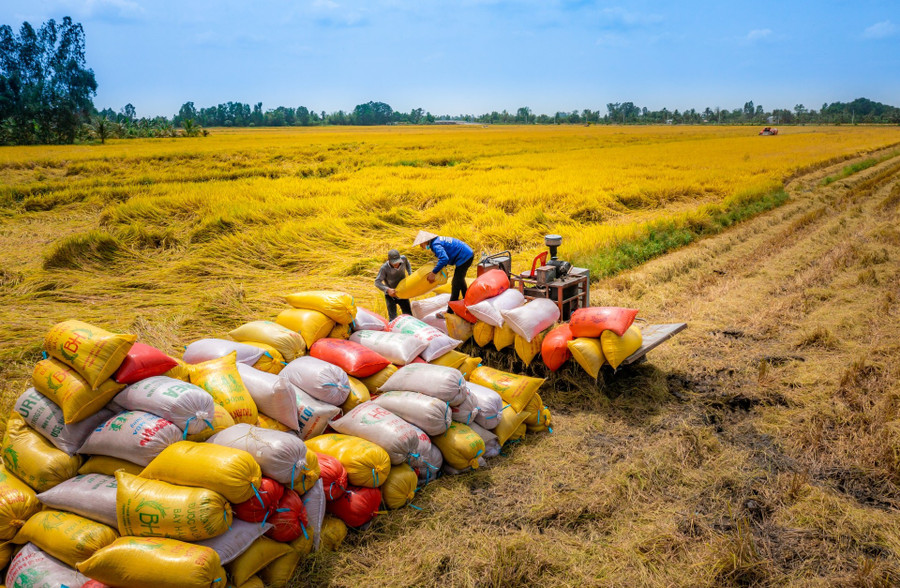 Nông dân thu hoạch lúa. Ảnh minh họa: INT