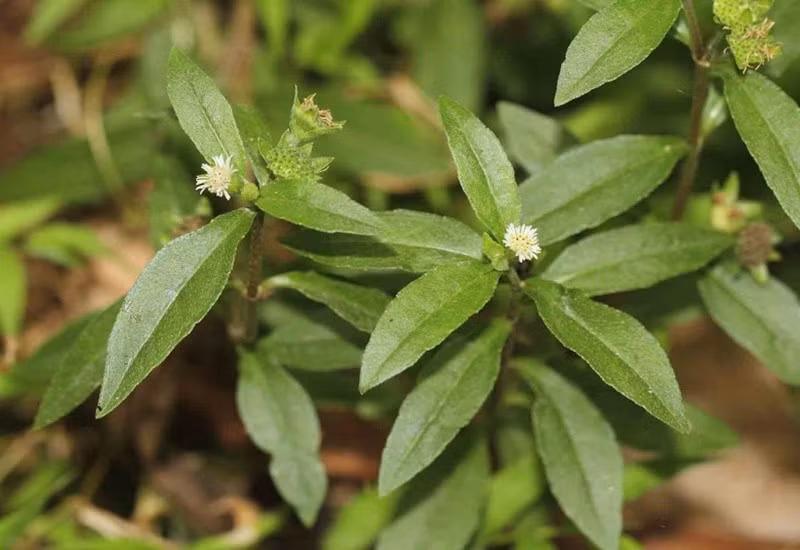 Viên nang từ cây cỏ mực chứa nhiều hoạt chất tốt cho gan.