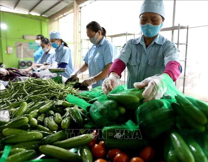 Sơ chế, đóng gói sản phẩm tại HTX Nông nghiệp Văn Đức để cung cấp cho thị trường.