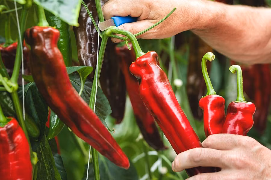 Hệ thống phân loại ớt giúp giảm nhân công và tăng giá trị để xuất khẩu quả ớt.