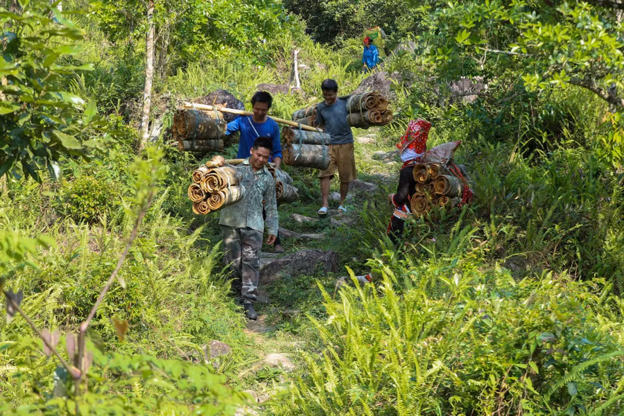 Cả ngày bóc tách vỏ quế, đến chiều bà con phải gánh quế vượt nhiều dốc núi để về bản.