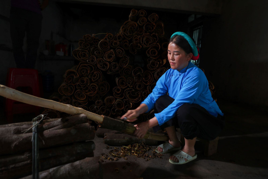 Chị Trần Thị Nhì, thôn Nà Ếch, xã Húc Động ngày đi bóc quế trên rừng, tối về tranh thủ cạo vỏ quế thương phẩm. huong-que-binh-lieu-4.jpg
