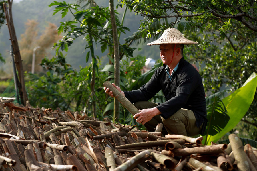 Ông Trần Chiu (thôn Lục Ngù, xã Húc Động) một điển hình trồng và thu mua quế đang kiểm tra chất lượng quế sau một ngày phơi nắng. huong-que-binh-lieu-6.jpg
