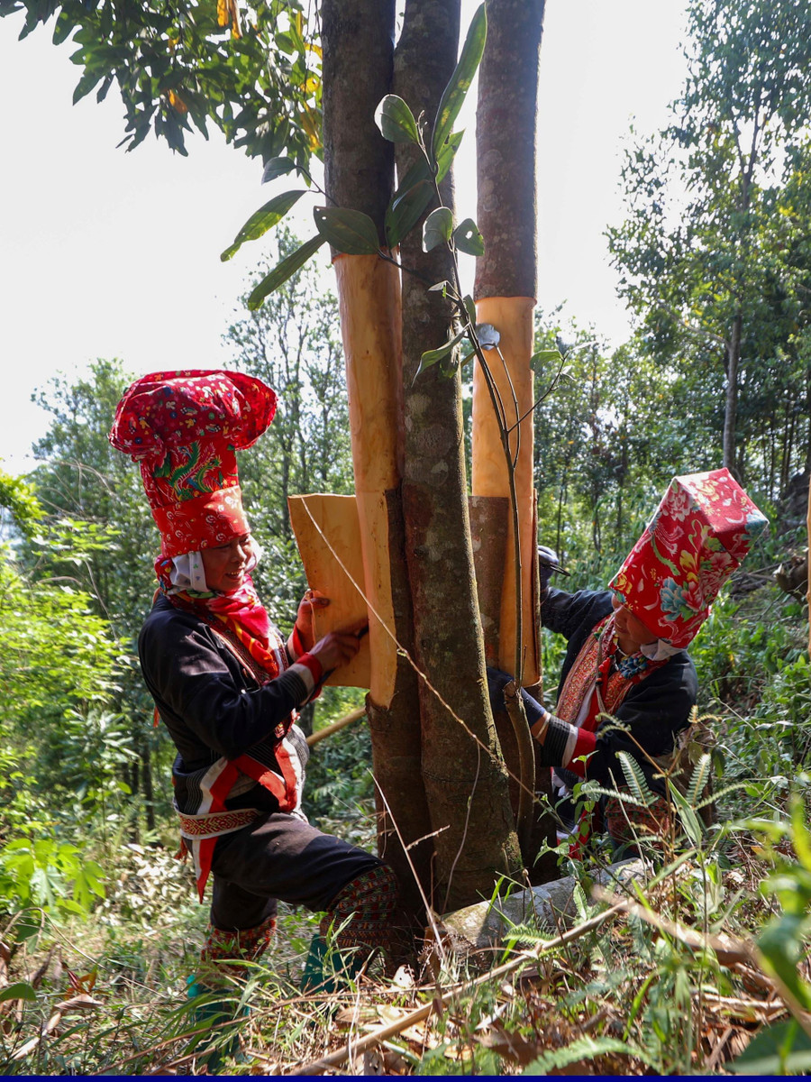 Bà con người Dao Thanh Phán thôn Sông Moóc, xã Đồng Văn bóc tách vỏ quế. huong-que-binh-lieu-1.jpg