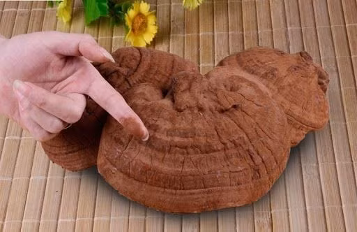 Bào tử nấm linh chi chứa nhiều hoạt chất quý nhất trong cây nấm.