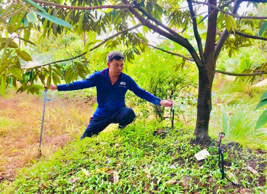 Tưới nhỏ giọt khuếch tán giúp tăng năng suất và chất lượng sầu riêng.