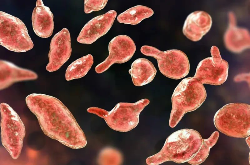 Một số ca bệnh được xác định nguyên nhân do nhiễm vi khuẩn Mycoplasma - tác nhân gây nhiễm trùng đường hô hấp. Ảnh minh họa