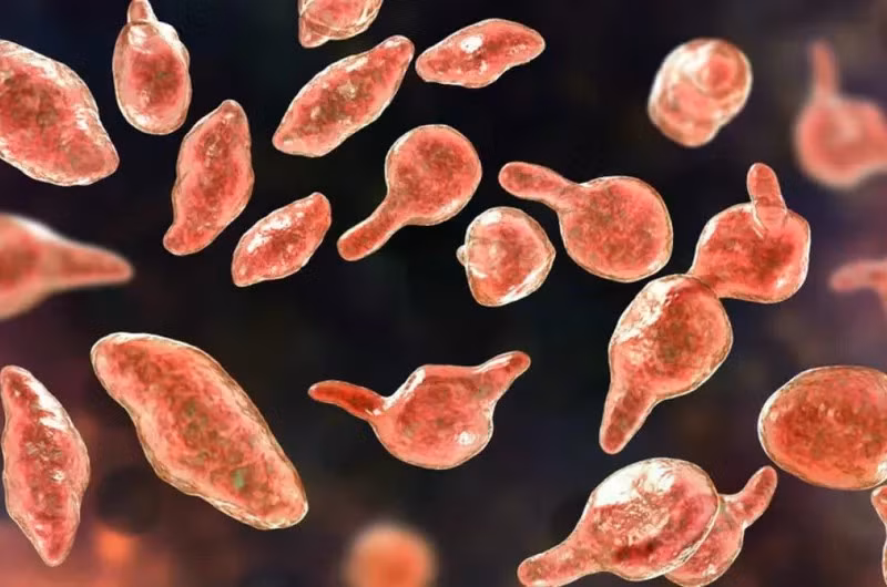 Một số ca bệnh được xác định nguyên nhân do nhiễm vi khuẩn Mycoplasma - tác nhân gây nhiễm trùng đường hô hấp. Ảnh minh họa