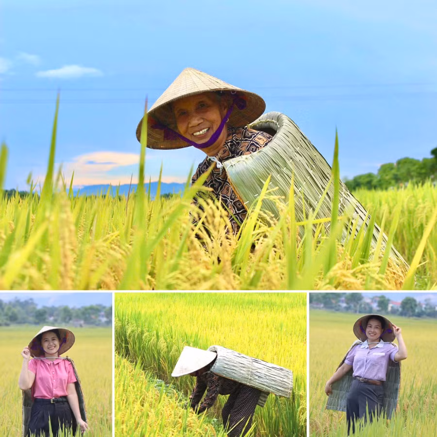 Trên cánh đồng mùa gặt tại Hà Tĩnh, vẫn thấp thoáng hình ảnh áo tơi Yên Lạc giữa thời hiện đại.