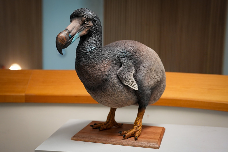 Chim dodo. loai-chim-co-the-to-den-muc-nao-2.jpg