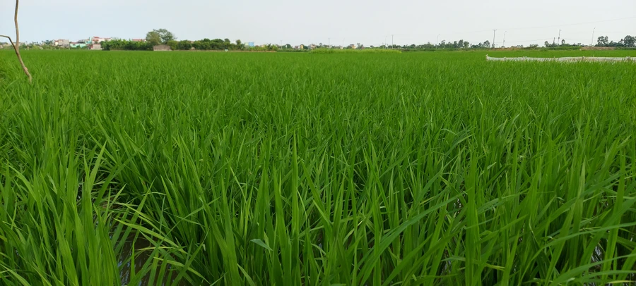 Đầu hạ, lúa chiêm bỗng 'phất' lên bời bời khi có tiếng sấm đón chào mưa đến. Ảnh: Bình Thanh
