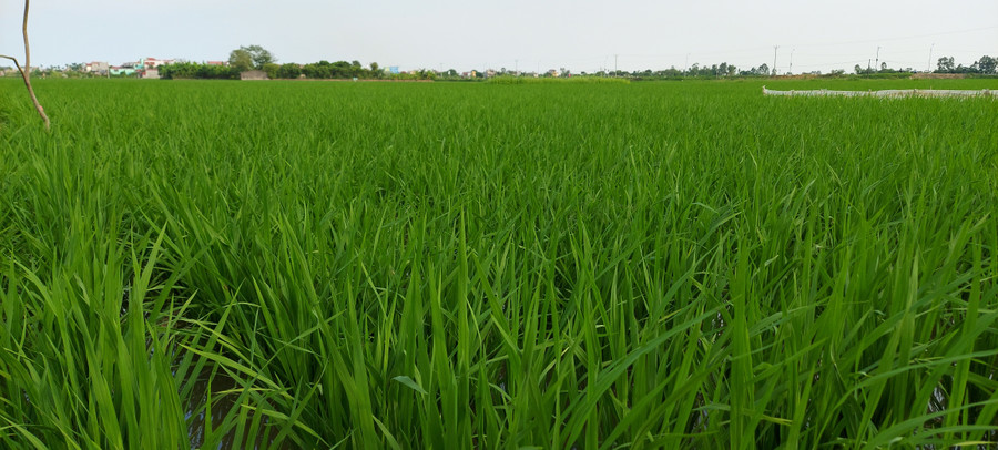 Đầu hạ, lúa chiêm bỗng 'phất' lên bời bời khi có tiếng sấm đón chào mưa đến. Ảnh: Bình Thanh