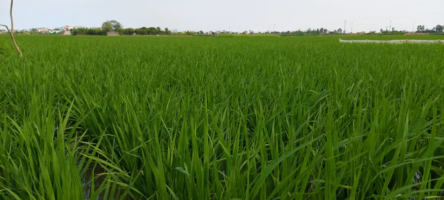 Đầu hạ, lúa chiêm bỗng 'phất' lên bời bời khi có tiếng sấm đón chào mưa đến. Ảnh: Bình Thanh