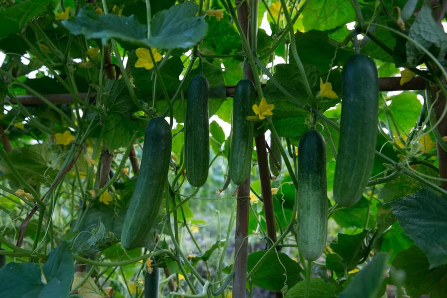 Dưa leo đơn tính cần thụ phấn vẫn cho năng suất vượt trội.