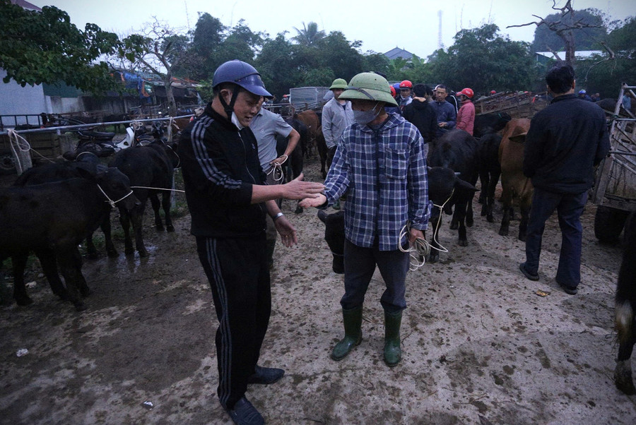 Lạ lùng phiên chợ trâu bò ‘đập tay’ chốt giá