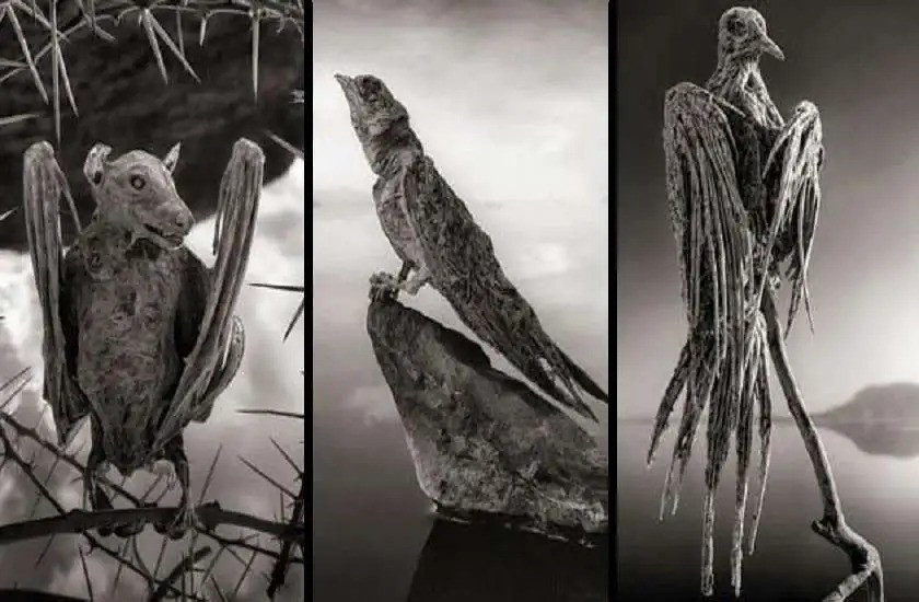 Vài bức ảnh trong album 'Hóa đá' của nhiếp ảnh gia Nick Brandt. Ảnh: Patrika.com - Southerntanzaniasafari.com ho-medusa-bien-xac-thit-thanh-da-2.jpg
