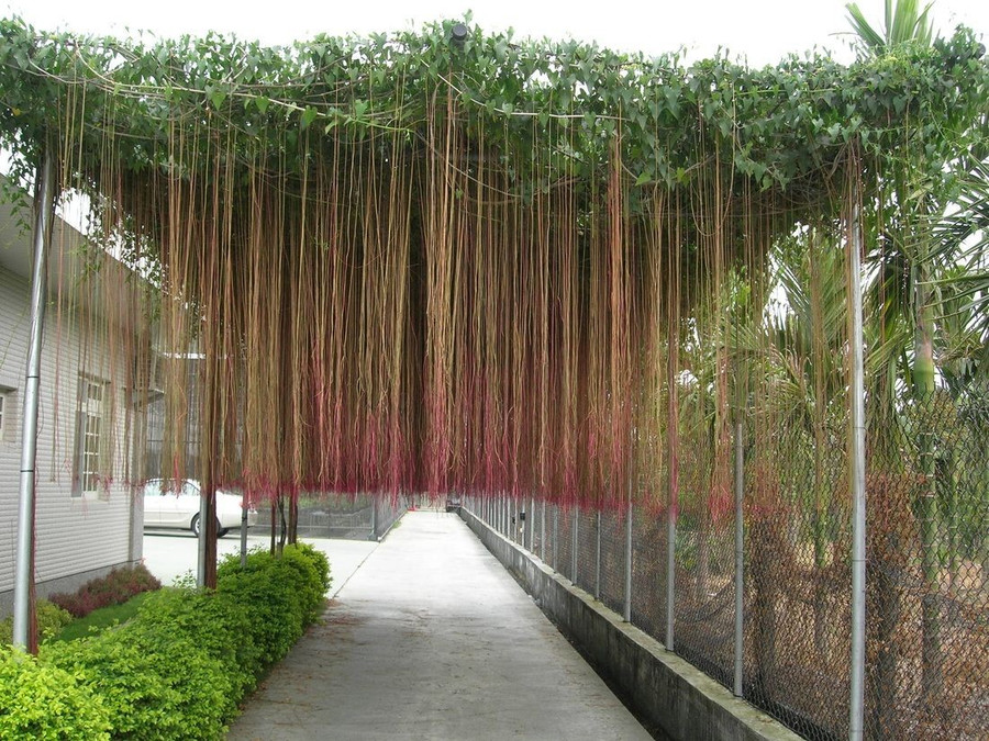 Cây hồ đằng rễ mành.