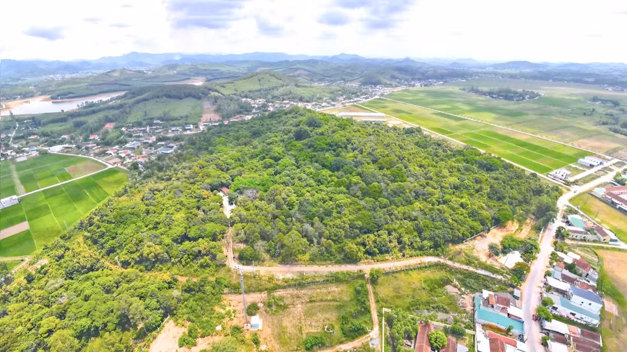 Toàn cảnh rừng lim Tháp Lĩnh ở xã Hậu Thành.