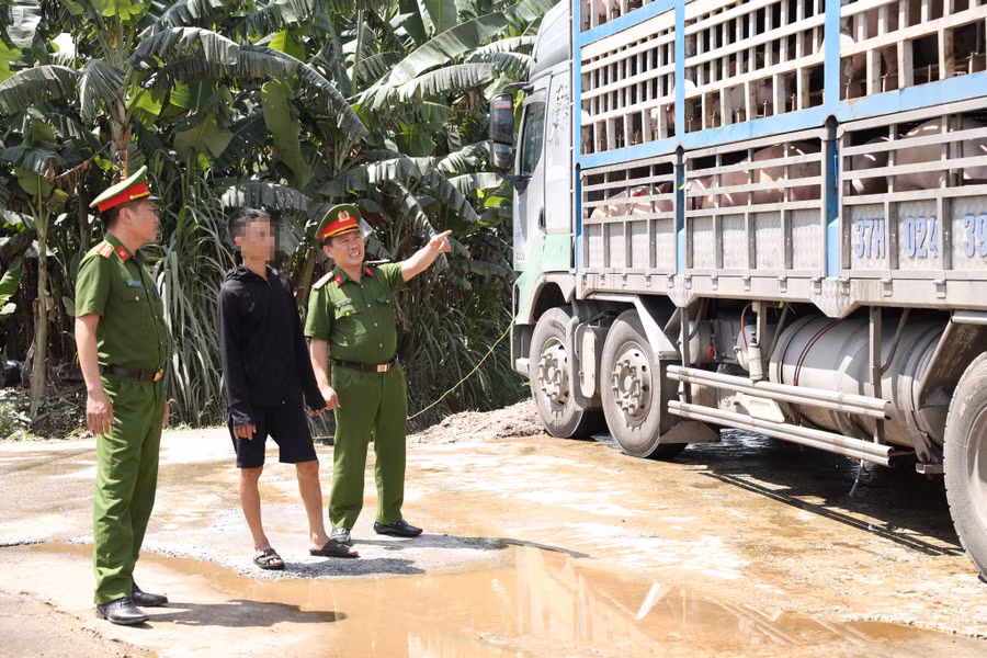 Lực lượng chức năng tiến hành kiểm tra xe tải chở 180 con lợn sống bị nhiễm virus dịch tả lợn châu Phi. Ảnh: A.C
